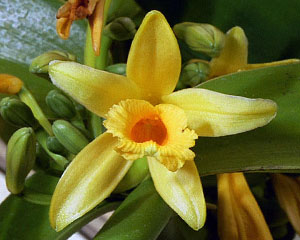 квітка Vanilla Planifolia - фото