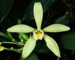 квітка Vanilla Tahitensis - фото